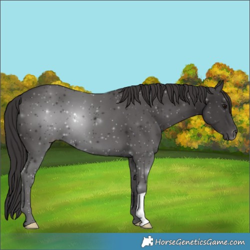 Horse Color:Smoky Black 