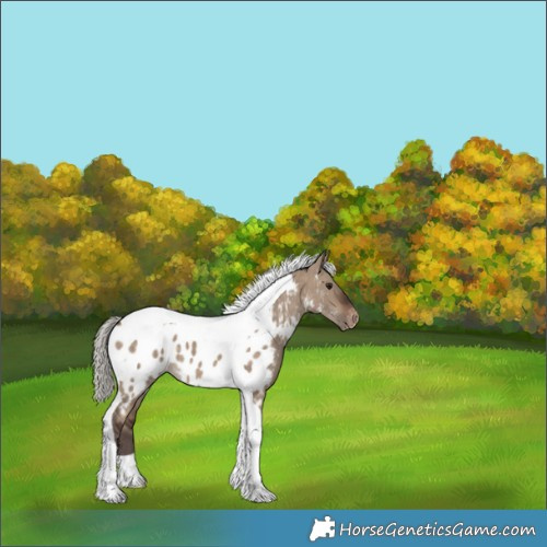 Horse Color:Silver Brown Dun Tobiano Appaloosa 