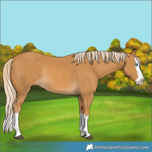 Horse Color:Palomino Splash Rabicano 