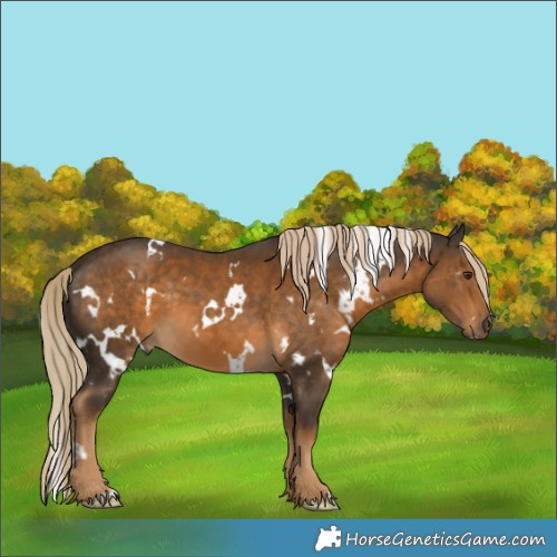 Horse Color:White Spotted Chocolate Palomino 