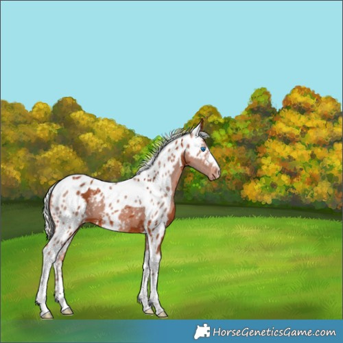 Horse Color:Silver Bay Merle Tobiano Skewed Appaloosa 
