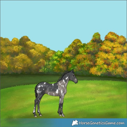 Horse Color:White Spotted Black Merle 