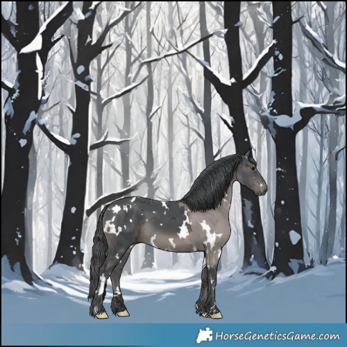 Horse Color:White Spotted Black Merle 