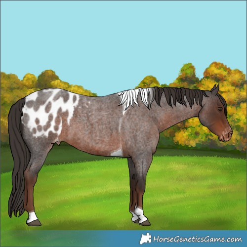 Horse Color:Liver Red Roan Tobiano Blanket 