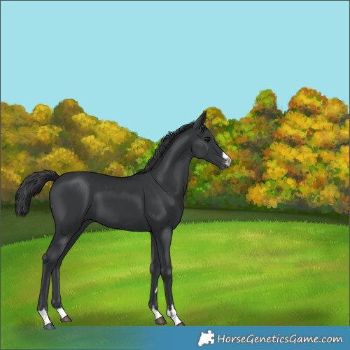 Horse Color:Black Varnish 