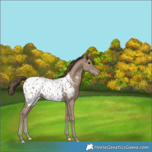 Horse Color:Classic Champagne Blanket 
