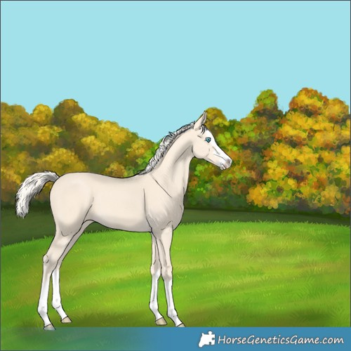 Horse Color:Cremello Splash  and Cremello Splash 