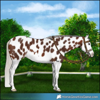 Horse Color:Silver Brown Splash Leopard