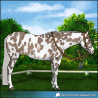 Horse Color:Silver Brown Dun Sabino Leopard 