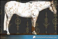 Horse Color:Chocolate Silver Buckskin Pearl Near Leopard