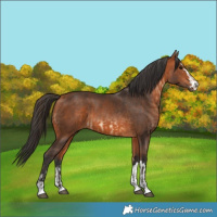 Horse Color:Bay and Bay