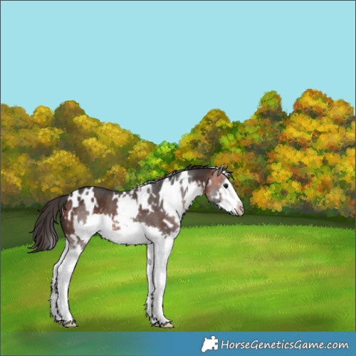 Horse Color:White Spotted Bay Splash Frame Rabicano