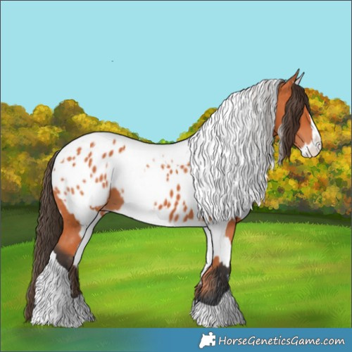 Horse Color:Bay Splash Tobiano Blanket and Bay Splash Tobiano Blanket