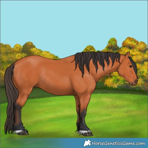 Horse Color:Bay Rabicano 