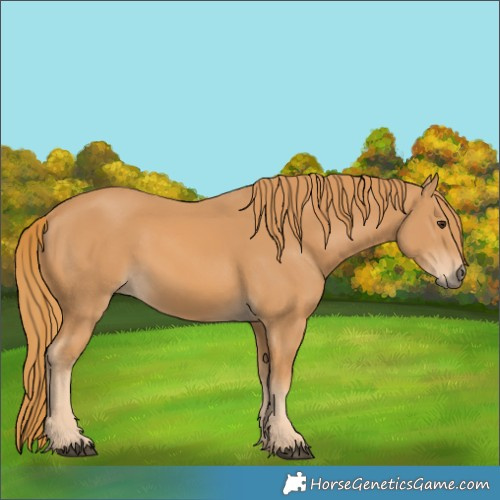 Horse Color:Chestnut Rabicano 