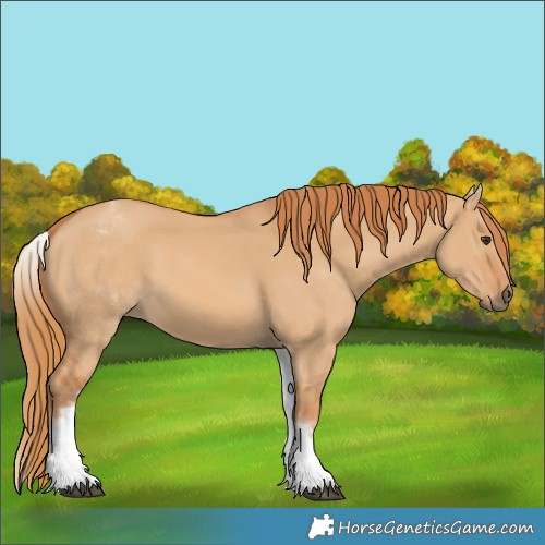 Horse Color:White Spotted Red Dun 