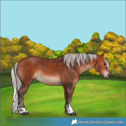 Horse Color:Bay  and Silver Bay 