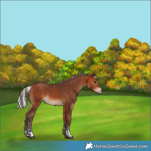 Horse Color:Bay  and Silver Bay 