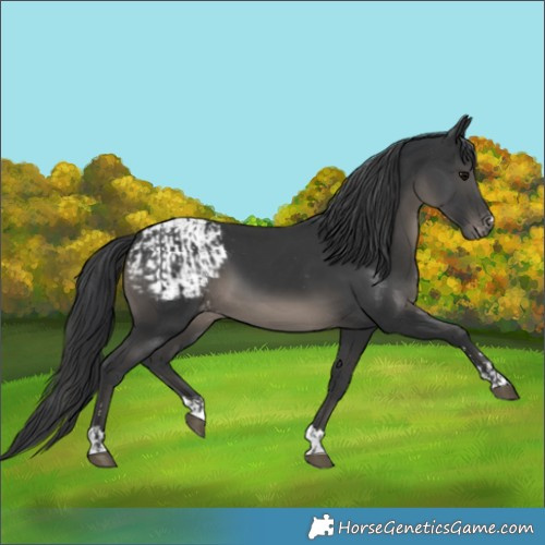 Horse Color:Black  and Black Blanket 
