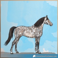 Horse Color:Blue Roan and Brown Roan Dun Near Leopard