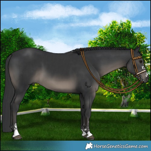 Horse Color:Black and Black