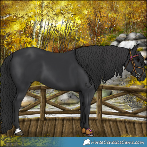 Horse Color:Black 