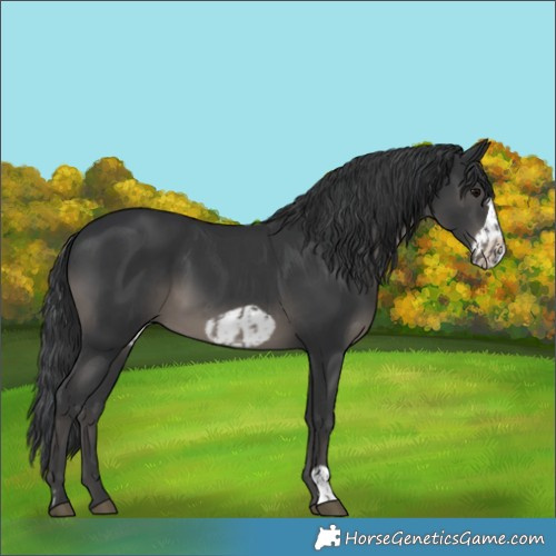 Horse Color:Black  and Black Frame 