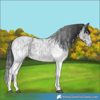 Horse Color:White Spotted Blue Roan Rabicano  and White Spotted Smoky Blue Roan Rabicano 