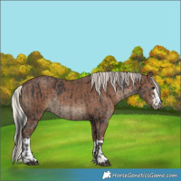 Horse Color:Black  and Silver Black 