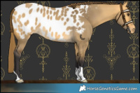 Horse Color:Buckskin Dun Blanket 