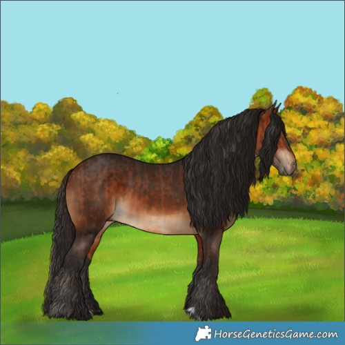 Horse Color:Bay and Gray Bay