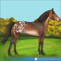 Horse Color:Bay  and Bay Blanket 