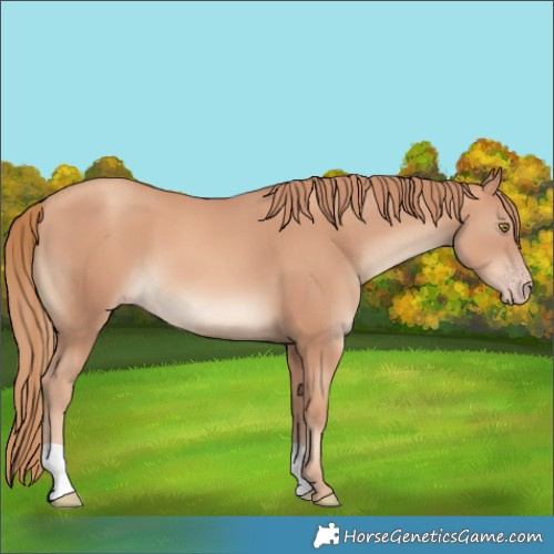 Horse Color:Gold Champagne 