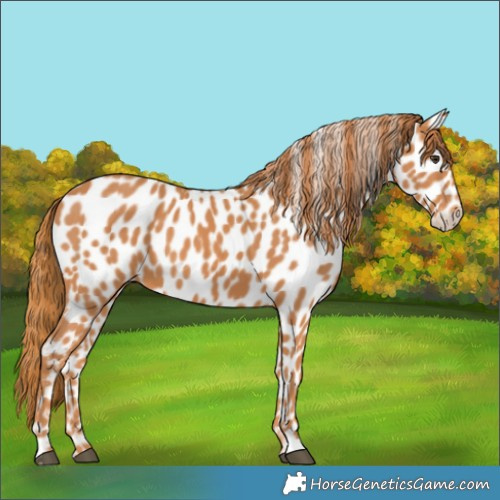 Horse Color:Chestnut Appaloosa 