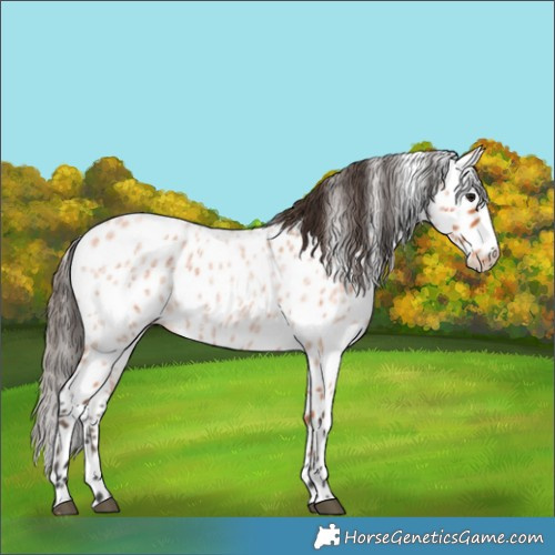 Horse Color:Bay Roan Appaloosa 
