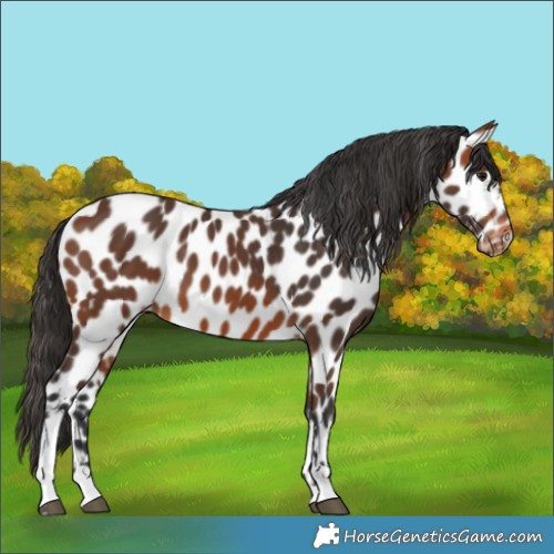 Horse Color:Bay Tobiano Appaloosa 