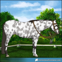 Horse Color:Liver Red Roan Leopard 