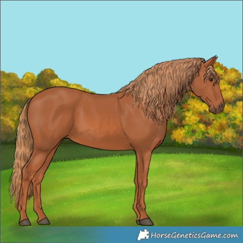 Horse Color:Chestnut 