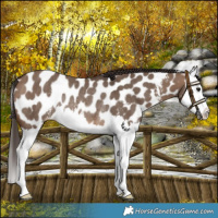 Horse Color:Brown Dun Sabino Splash Near Leopard Rabicano 