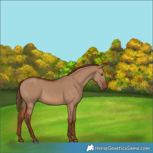 Horse Color:Red Dun 