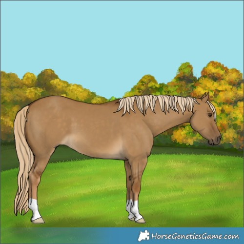 Horse Color:Chocolate Palomino Dun 