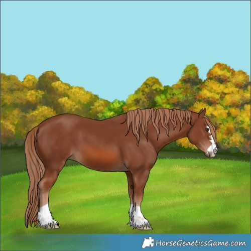 Horse Color:Chestnut 