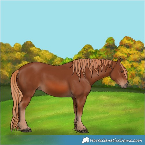 Horse Color:Chestnut 