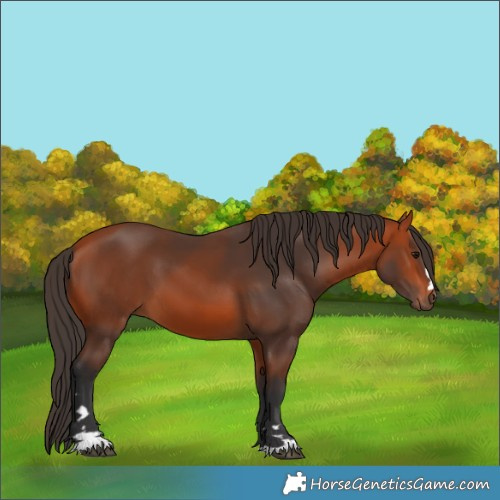 Horse Color:Bay 