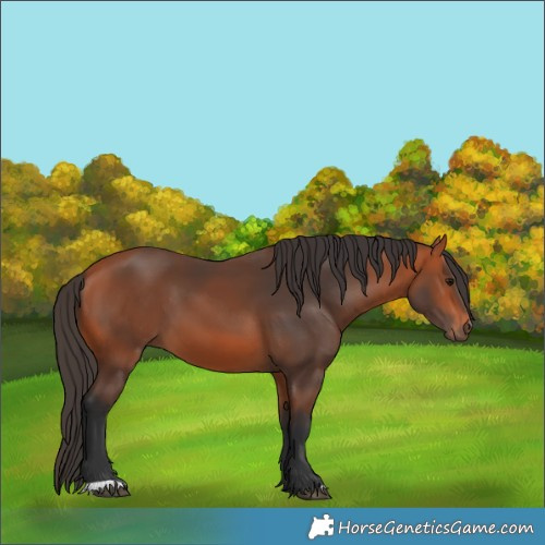 Horse Color:Bay 