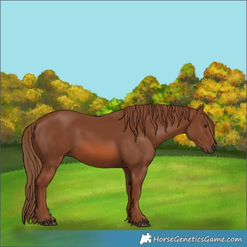 Horse Color:Chestnut 