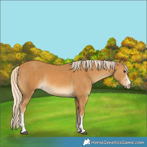 Horse Color:Palomino and Palomino