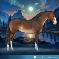 Horse Color:Bay  and Bay Splash 