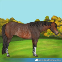 Horse Color:Bay Rabicano  and Bay Rabicano 