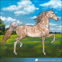 Horse Color:Chestnut Fewspot  and Chestnut 